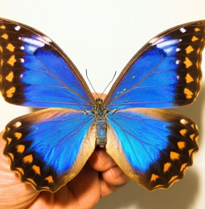 FOR SALE, MORPHO ANAXIBIA female form