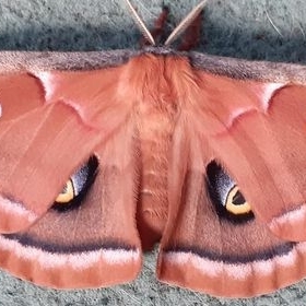 FOR SALE, Antheraea polyphemus F0 WILD STOCK  , N.Carolina