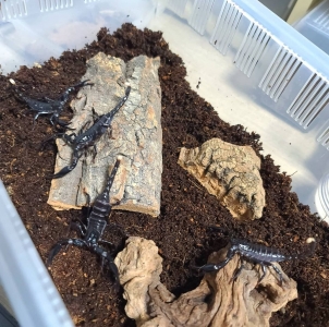 FOR SALE, EMPEROR SCORPIONS FOR SALE 