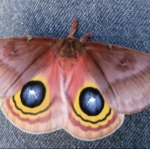 FOR SALE, Wild Moths: Automeris IO, Polyphemus, Tulip Moths