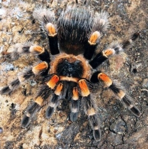 FOR SALE, Mexican Redknee Tarantula for Sale