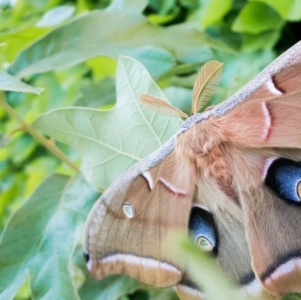 FOR SALE, Wild Cecropia & Polyphemus Moth Ova