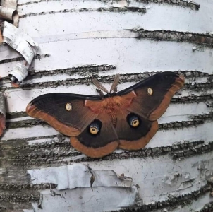 FOR SALE, Melanistic Antheraea Polyphemus eggs