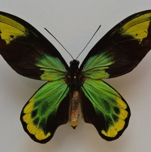 EBAY, Rare morphos, papilios and ornithoptera on EBAY