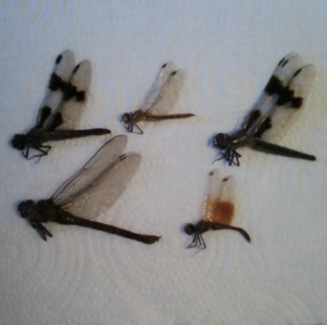 FOR SALE, Assorted Dragonflies