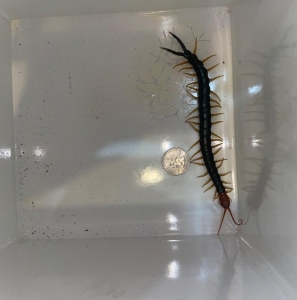 FOR SALE, Scolopendra Heros 