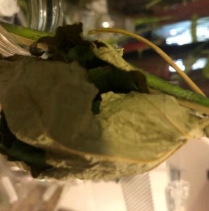 WANT TO BUY, Seeking Actias luna Chrysalis 