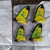 FOR SALE, ORNITHOPTERA PARADISEA BORCHI A2 QUALITY