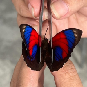 FOR SALE, butterflies from Brazil