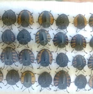 FOR SALE, Tortoise beetles or Cassidinae 