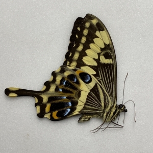 EBAY, Butterflies for sale from Uganda/Tanzania