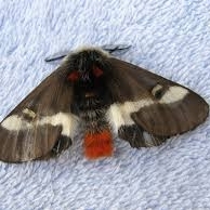 WANT TO BUY,  MOTHS/BUTTERFLIES.