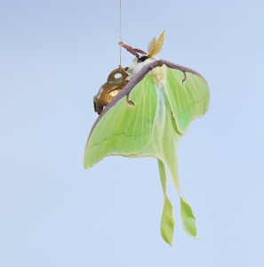 WANT TO BUY, Luna Moth / Actias Luna - Cocoons 