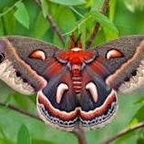 WANT TO BUY,  MOTHS/BUTTERFLIES