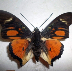 FOR SALE, Charaxes acraeoides