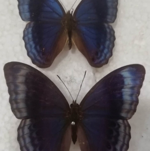 FOR SALE, Cirrochroa imperatrix pair