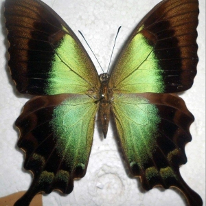 FOR SALE, Papilio pericles peranthus hybrid 