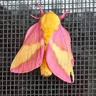 WANT TO BUY,  MOTH/BUTTERFLIES.