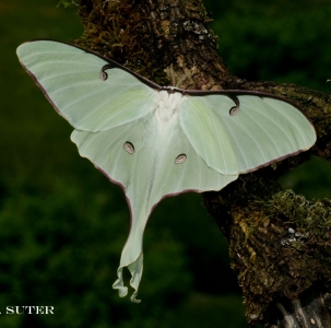 FOR SALE, Actias truncatipennis