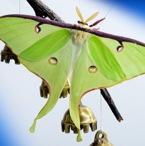 WANT TO BUY, Cocoons - Luna Moth / Actias Luna