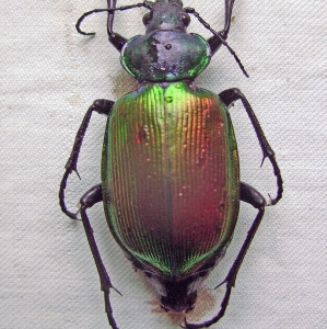 FOR SALE, Calosoma from SE. European Russia