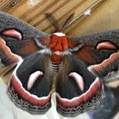 WANT TO BUY, , MOTH/BUTTERFLIES.