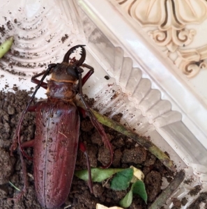 FOR SALE, Steg beetle