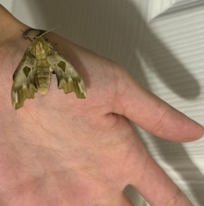 FOR SALE, LIME HAWKMOTH EGGS