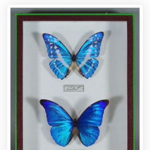 ANNOUNCEMENT, New entomology public auction in Paris 17 June 14h