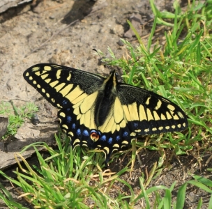 FOR SALE, Papilio zelicaon pupae
