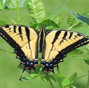 FOR SALE, Papilio multicaudata eggs