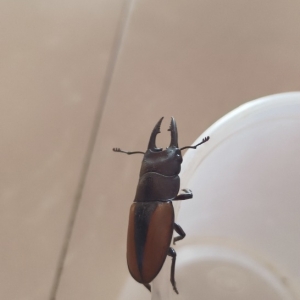 FOR SALE, Stag Beetel