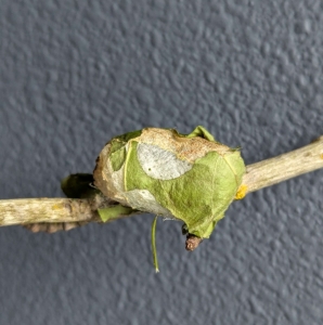 FOR SALE, Luna Moth Cocoons