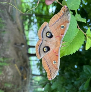 FOR SALE, EGGS Antheraea polyphemus