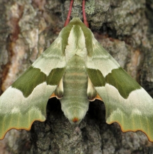 WANT TO BUY, INTERESTING MOTHS AND BUTTERFLIES 