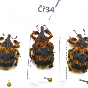 FOR SALE, Curculionidae