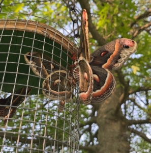 FOR SALE, Cecropia Ova