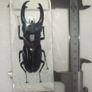 FOR SALE, Hexarthrius rhinoceros sadaoi 82.5mm- Pagai island