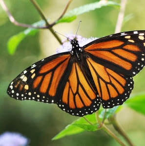 WANT TO BUY, Monarch butterfly ova