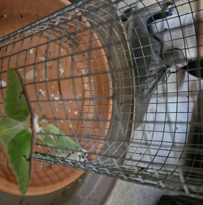 FOR SALE, Luna moth ova for sale