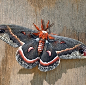 WANT TO BUY, Cecropia eggs