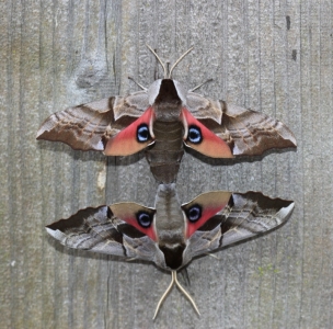 FOR SALE, Smerinthus ophthalmica eggs