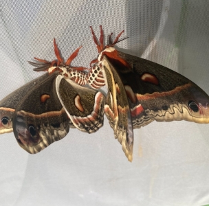 FOR SALE, Cecropia Ova