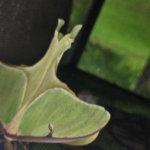 FOR SALE, Luna moth eggs