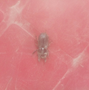 FOR SALE, Stag beetle 