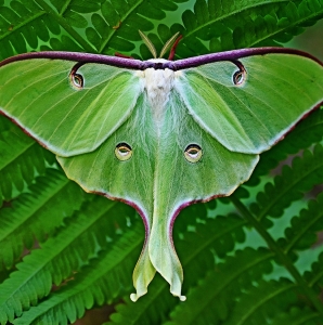 FOR SALE, Actias luna eggs