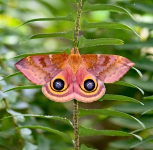 FOR SALE, Automeris io moth eggs