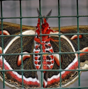 FOR SALE, Cecropia Moth eggs