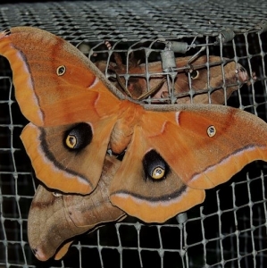 FOR SALE, Polyphemus Moth eggs
