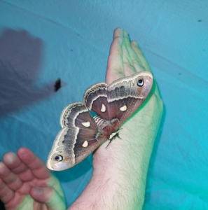 FOR SALE, Hyalophora columbia eggs - CANADA